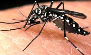 ডেঙ্গুতে ৩ জনের মৃত্যু