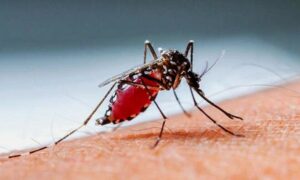 আজ ডেঙ্গুতে রেকর্ড: একদিনে মৃত্যু ১৩ জন