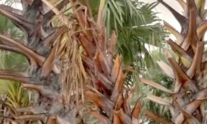 তালগাছে বিষ : ৪ লাখ জরিমানা, চাকরি থেকে বরখাস্ত