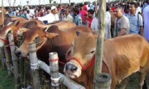 খুলনায় জমে উঠেছে কোরবানির পশুর হাট