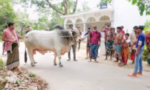 প্রধানমন্ত্রীকে কৃষক বুলবুলের গরু উপহার