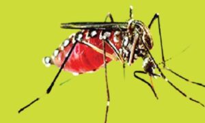 জলবায়ু পরিবর্তনে ডেঙ্গু-চিকুনগুনিয়ার প্রকোপ আরও বাড়ার আশঙ্কা