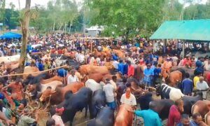 লালমনিরহাটে জমে উঠেছে কোরবানির পশুর হাট