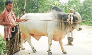 বঙ্গবন্ধু, বঙ্গমাতা ও প্রধানমন্ত্রীর নামে কোরবানি দিলেন কৃষক দম্পতি