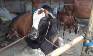 খুলনায় গরু কিনলে ছাগল ফ্রী
