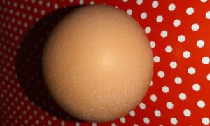 একটি ডিমের দাম ১লাখ ৫০হাজার টাকা