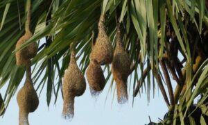 বাবুই পাখির বাসাঃ কালের বিবর্তনে হারিয়ে এখন স্মৃতি