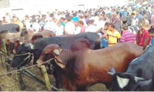 চাহিদার চেয়ে ২১ লাখের বেশি কোরবানির পশু প্রস্তুত
