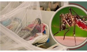 ডেঙ্গুতে ২৪ ঘণ্টায় ভর্তি ১৪১জন