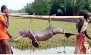 শিবসা নদীর চরে আটকা পড়ে মারা গেল বিশাল আকারের ডলফিন