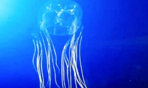 পৃথিবীর সবচেয়ে ভয়ংকর ও হিংস্র প্রাণী কোনটি