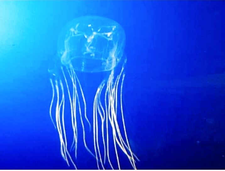 পৃথিবীর সবচেয়ে ভয়ংকর ও হিংস্র প্রাণী কোনটি