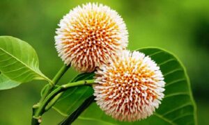 ভেষজ ঔষধি গাছ কদম ফুলঃ মূল্য যার অপ্রতুল