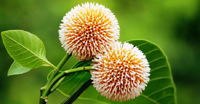 ভেষজ ঔষধি গাছ কদম ফুলঃ মূল্য যার অপ্রতুল