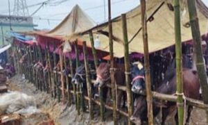 শেষ মুহূর্তের পশুর হাটে বৃষ্টির বাগড়া