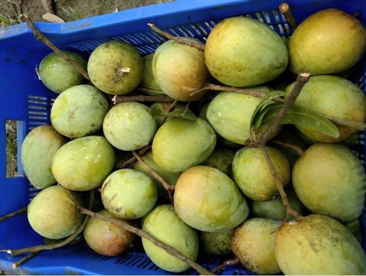 প্রধানমন্ত্রীর উপহার মমতা বন্দোপাধ্যায়ের জন্যঃ হাড়িভাঙা আম