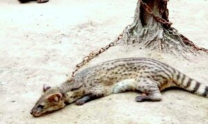 ঠাকুরগাঁও এ বিলুপ্তপ্রায় গন্ধগোকুল উদ্ধার