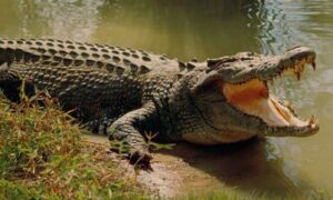 দাকোপে চুনকুড়ি ও ঢাকি নদীতে ভাসছে কুমিরঃ আতঙ্কে মৎস্যজীবিরা