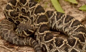 সাপে কাটলে যা করণীয়ঃ