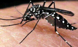 আজ দেশে ডেঙ্গুতে মৃত্যু ৯: চলতি বছরে মোট মৃত্যু ১৫৫