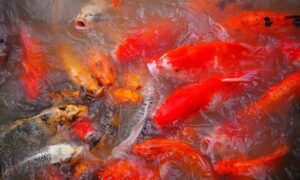 বাহারি রঙ্গিন মাছ চাষে স্বাবলম্বী কুড়িগ্রামের অনেক বেকার