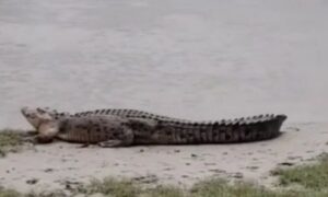 খুলনা ঘেংরাইল নদীতে কুমির আতঙ্ক