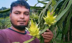 শিক্ষিত বেকার যুবকের ড্রাগন চাষে সফলতা: বছরে ২০ লাখ আয়