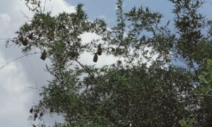 ওদের বাসা বাঁশঝাড়ে