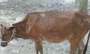 ঠাকুরগাঁও এ গবাদিপশুর ল্যাম্পি ভাইরাস আতঙ্ক