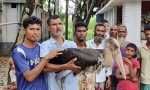 জয়পুরহাটে বিরল প্রজাতির ‘মদন টাক’ পাখি উদ্ধার