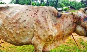 লালমনিরহাটে ল্যাম্পি স্কিন রোগে আক্রান্ত গবাদি পশু: বিপাকে খামারি