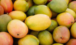 আজ আম দিবস: আম খাওয়ার দিন