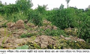 নন্দীগ্রামে আ.লীগ নেতার মরিচ গাছ উপড়ে ফেললো দুর্বৃত্তরা
