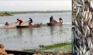 পোরশার পূর্নভবা নদীতে অবাধে চলছে ডিমওয়ালা ও পোনা মাছ নিধন