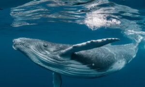 মৃত তিমির পেটে কোটি টাকার সম্পদ