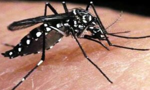 আজ ডেঙ্গুতে রেকর্ড: ২৪ ঘন্টায় মৃত্যু ৭, হাসপাতালে ভর্তি ১৬২৩