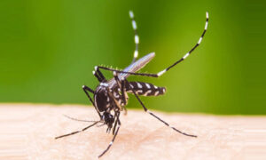 এক দিনে ডেঙ্গু আক্রান্ত ২২৯২, মৃত্যু ৯