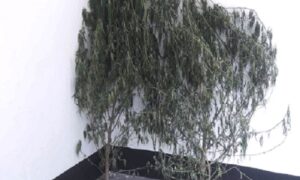 ধুনটে মহিলা গাঁজাচাষী আটক