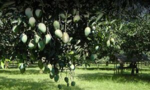 রংপুরের হাঁড়িভাঙ্গা আম: প্রায় ২৫০-৩০০ কোটি টাকা আয়ের সম্ভাবনা বাগান মালিকদের