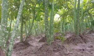 মাগুরায় উচ্চ ফলনশীল জাতের ওলকচু চাষে লাভবান কৃষকরা