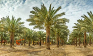 সৌদিতে হজরত ওসমান (রা.) এর ব্যাংক একাউন্ট আজও বিদ্যমান