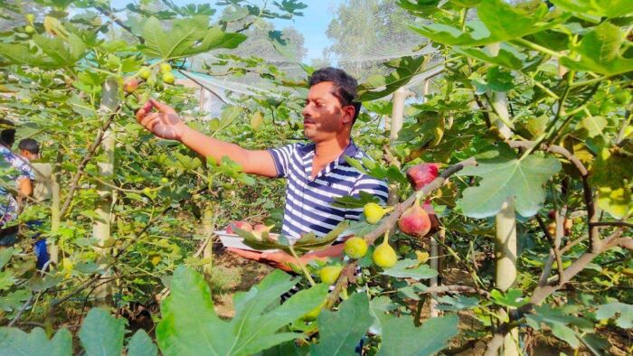 ত্বীন চাষে সাড়া ফেলেছে ঠাকুরগাঁও এর স্মার্ট কৃষক আবু