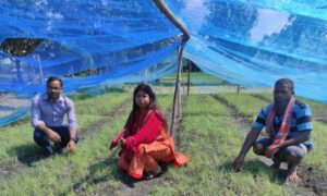 তানোরে পেঁয়াজের বীজতলা তৈরীতে  কৃষকের পাশে কৃষি কর্মকর্তারা