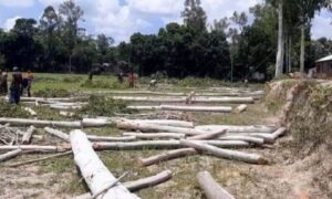 গাইবান্ধায় নিলামের বাহিরে নম্বর বিহীন গাছ কেটে সাবাড়