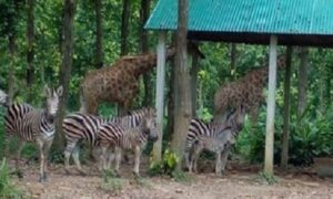 বঙ্গবন্ধু শেখ মুজিব সাফারি পার্কে জেব্রার পরিবারে জন্ম নিলো নতুন প্রজন্ম