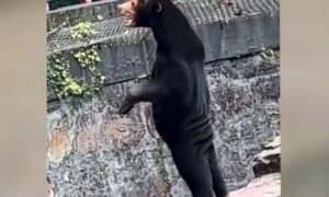 আমাদের ভাল্লুক আসল, ছদ্মবেশধারী মানুষ নয়: চীনা চিড়িয়াখানা