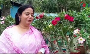 মরুঞ্চলের এডেনিয়াম ফুল মুগ্ধতা ছড়াচ্ছে নাটোরে || 31.08.23 || বিডিহেডলাইন্স সংবাদ ||