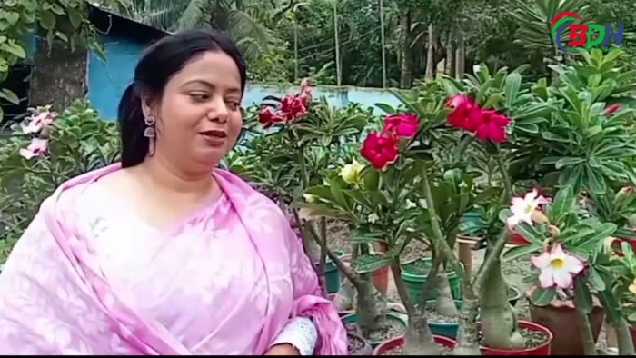 মরুঞ্চলের এডেনিয়াম ফুল মুগ্ধতা ছড়াচ্ছে নাটোরে || 31.08.23 || বিডিহেডলাইন্স সংবাদ ||