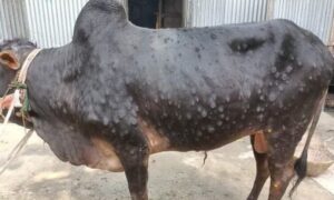 লালমনিরহাটের পাটগ্রামে পশুর লাম্পি রোগ ছড়িয়ে পড়েছে
