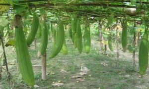 ধুন্দল চাষে লাভবান হচ্ছে কুমিল্লার চাষিরা